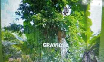 Imagem 6: Chácara com casa e pomar produzindo