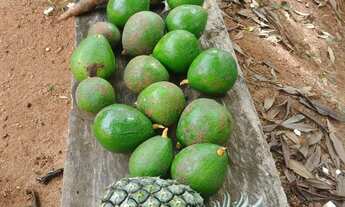 Imagem 7: Sitio a venda . Chácara com venda por R$250.000