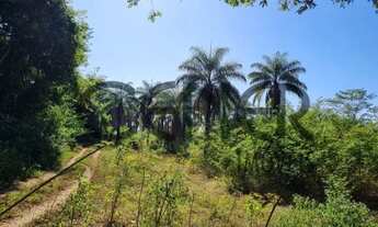 Imagem 7: 2463 Rara fazenda de 290 ha toda plana nas margens do rio são francisco