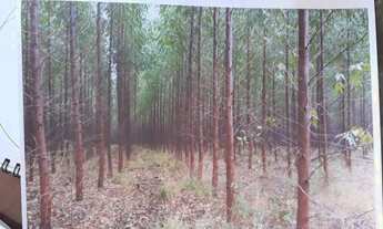 Imagem 3: Fazenda de eucalipto 6.300hect em Bonito de minas 180 milhões