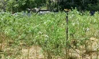 Imagem 4: Vende-se mini chácara em Caldas novas