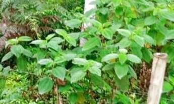 Imagem 4: Cinco mil metros por 100 mil - Área total de quase 52 mil mts escriturada e topográfica