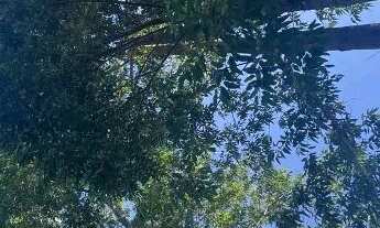 Imagem 7: VENDO / TROCO - Lindo Sítio em Natividade da Serra - SP