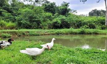 Imagem 2: Chácara 3 alqueires