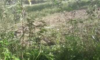 Imagem 5: Fazenda para Venda em Flexeiras, Zona Rural