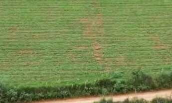 Imagem 3: Chacaras de mil metros