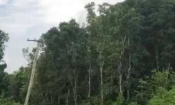 Imagem 4: Rodovia Am 010, Área Rural com 1.500ha com 106ha de mogno Amazônico