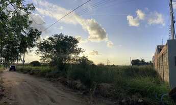 Imagem 2: Trevo do Francês