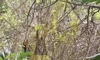 Imagem: Terreno à Venda no Butantã - São Paulo