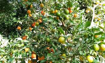 Imagem 4: Terreno fundo rio Paranapanema top!