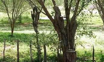 Imagem 4: FAZENDA de 429 t, com duas casas, curral e açude 50% capim ; distrito de Jaguara/Feira BA