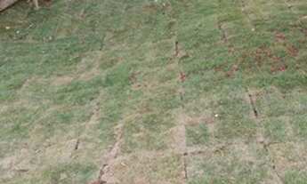 Imagem 6: Fazenda - Ipameri (GO