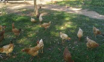 Imagem 2: Vendo ou troco sítio 250.000,00 por casa