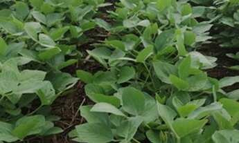 Imagem 4: Fazenda - Ipameri (GO