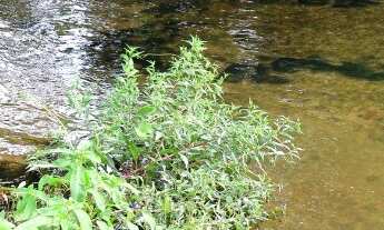 Imagem 1: Lote com 390m² por apenas 230.000,00 no Yby Natureza