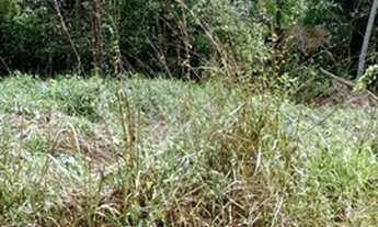 Imagem 2: Chácara Chácara com venda por R$10.000