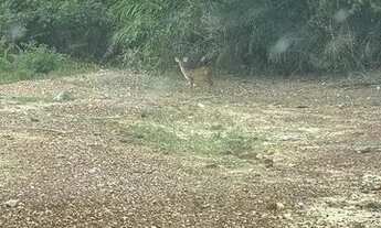Imagem 2: 136. Àrea Bruta entre Miranda e Corumbá