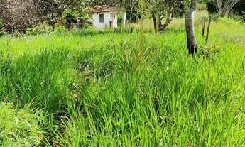 Imagem 6: Coco verde, mudas de coco e sitio à venda