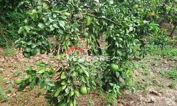 Imagem 4: Sítio em Estrada Cachamorra - Campo Grande - Rio de Janeiro/RJ