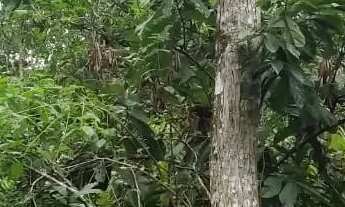 Imagem 7: Rodovia Am 010, Área Rural com 1.500ha com 106ha de mogno Amazônico