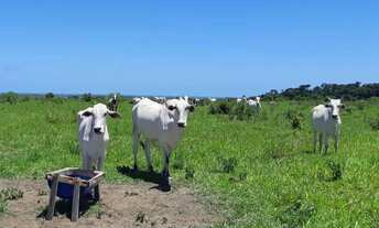 Imagem 5: Fazenda Pasto Casa com 1 dormitório