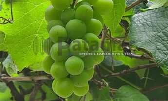 Imagem 5: Residência de Alto Padrão no Caxinguí com Área de Lazer e Vista Verde