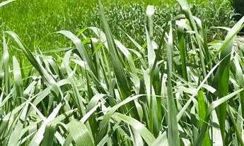 Imagem 5: Terreno Avenida Brasil