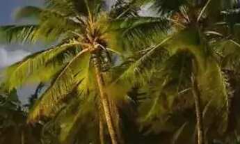 Imagem 3: OTIMO LOTE POSIÇÃO LESTE - VILLAREDO BARRA - RAINHA DOS LOTES