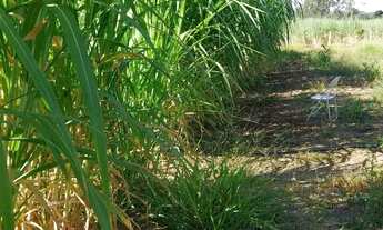 Imagem: Sitio em cajuru 1 alqueire e 1 4 são 33