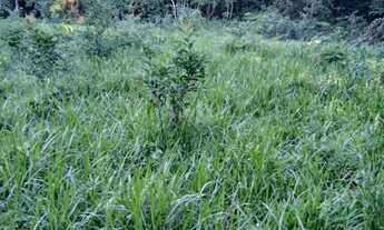 Imagem 2: Sítio 49 hectares