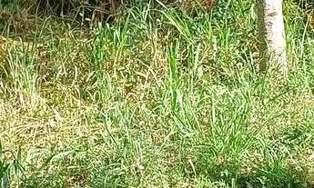 Imagem 3: Chacara bonfinopolis