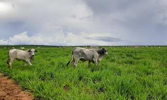 Imagem 6: Fazenda de 783 Alqueires em Santa Maria -TO