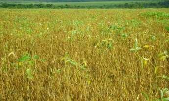 Imagem 4: Fazenda de 783 Alqueires em Santa Maria -TO