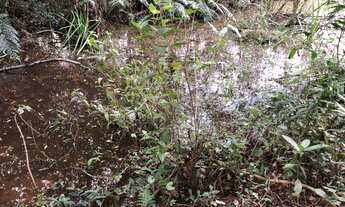 Imagem 4: Vendo Chácaras em Nova Hartz