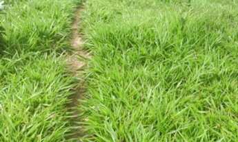 Imagem 5: FAZENDA DE 355 HECTARES EM PLÁCIDO DE CASTRO/ ACRE