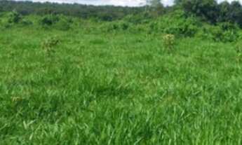 Imagem 6: FAZENDA DE 355 HECTARES EM PLÁCIDO DE CASTRO/ ACRE