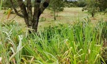 Imagem 3: Sitio 108 hectares Guiratinga Mato Grosso