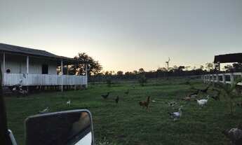 Imagem 4: Fazenda a venda em Juruti Pa com 500 hectares, documentada, pará