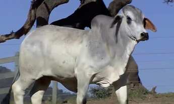Imagem 5: Fazenda para venda em Minas Gerais com 441,05 hectares