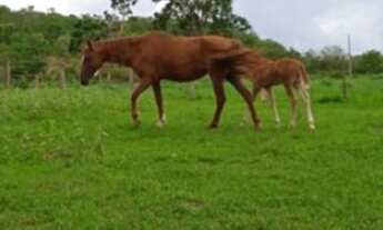 Imagem 4: FAZENDA DE 355 HECTARES EM PLÁCIDO DE CASTRO/ ACRE
