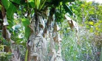 Imagem 5: Chácara com casa e pomar produzindo