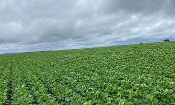 Imagem 2: FAZENDA PRODUTIVA COM 472HECTARES, HA 55KM DE UNAI!!