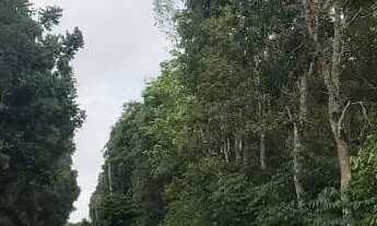 Imagem 3: Rodovia Am 010, Área Rural com 1.500ha com 106ha de mogno Amazônico