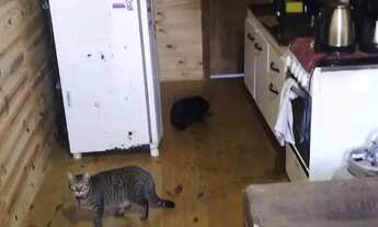 Imagem 4: Casa para Alugar em Gravataí