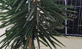 Imagem 5: Apartamento térreo Jurema Caucaia aluguel