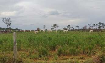 Imagem 7: Fazenda de 265 Alqueires vale do Araguaia Marianopolis TO