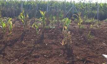 Imagem 4: Chacara em Alvorada 2