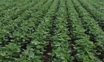 Imagem: Fazenda - Ipameri (GO