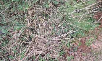 Imagem 2: Vendo Chácara Xonim de Cima