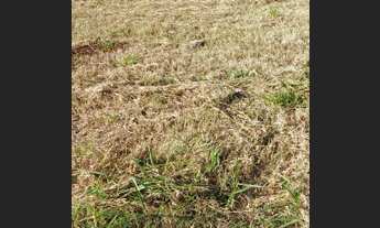 Imagem 2: Terreno Bosque do Imperador